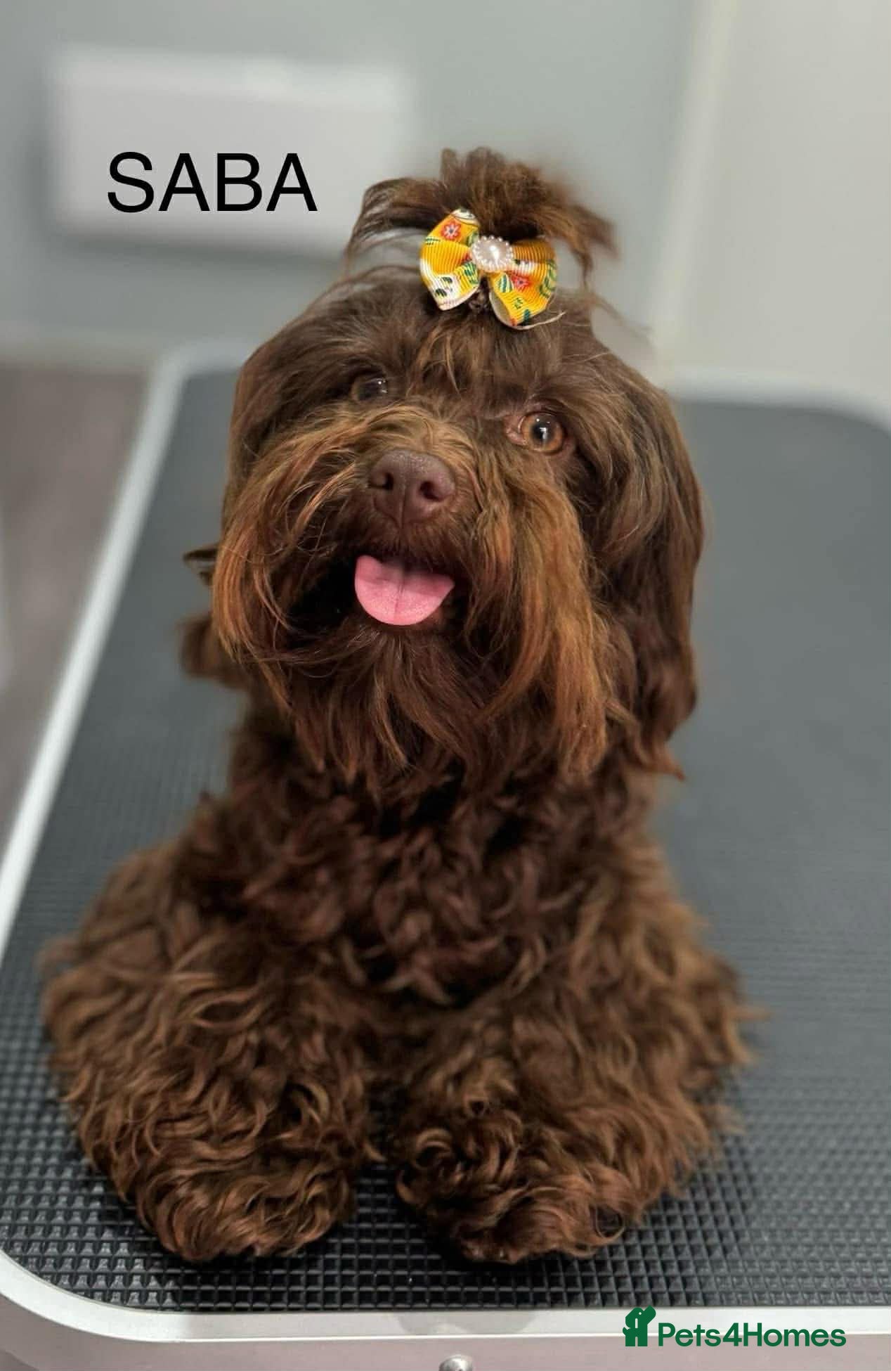 Havanese dogs Russian Tsvetnaya Bolonka 1 girls 2 boys  - Advert 4