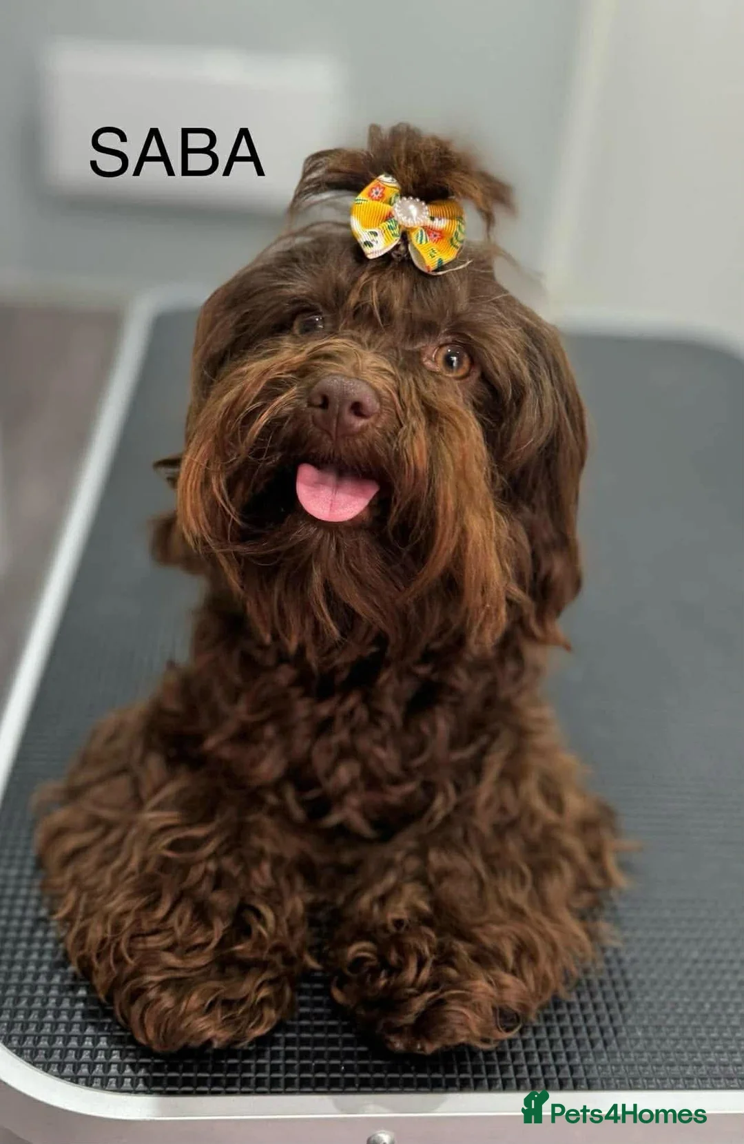 Havanese dogs for sale: Russian Tsvetnaya Bolonka 1 girls 2 boys  - Advert 1