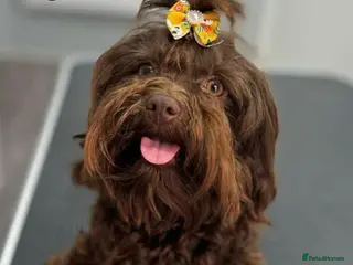 Havanese dogs Russian Tsvetnaya Bolonka 1 girls 2 boys - Advert 10