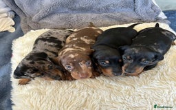 Miniature Dachshund dogs for sale: Splendid mini-dapple-doxies-shorthair - Image 1