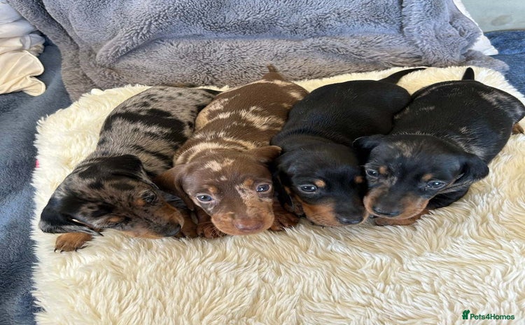 Miniature Dachshund dogs - Advert 2