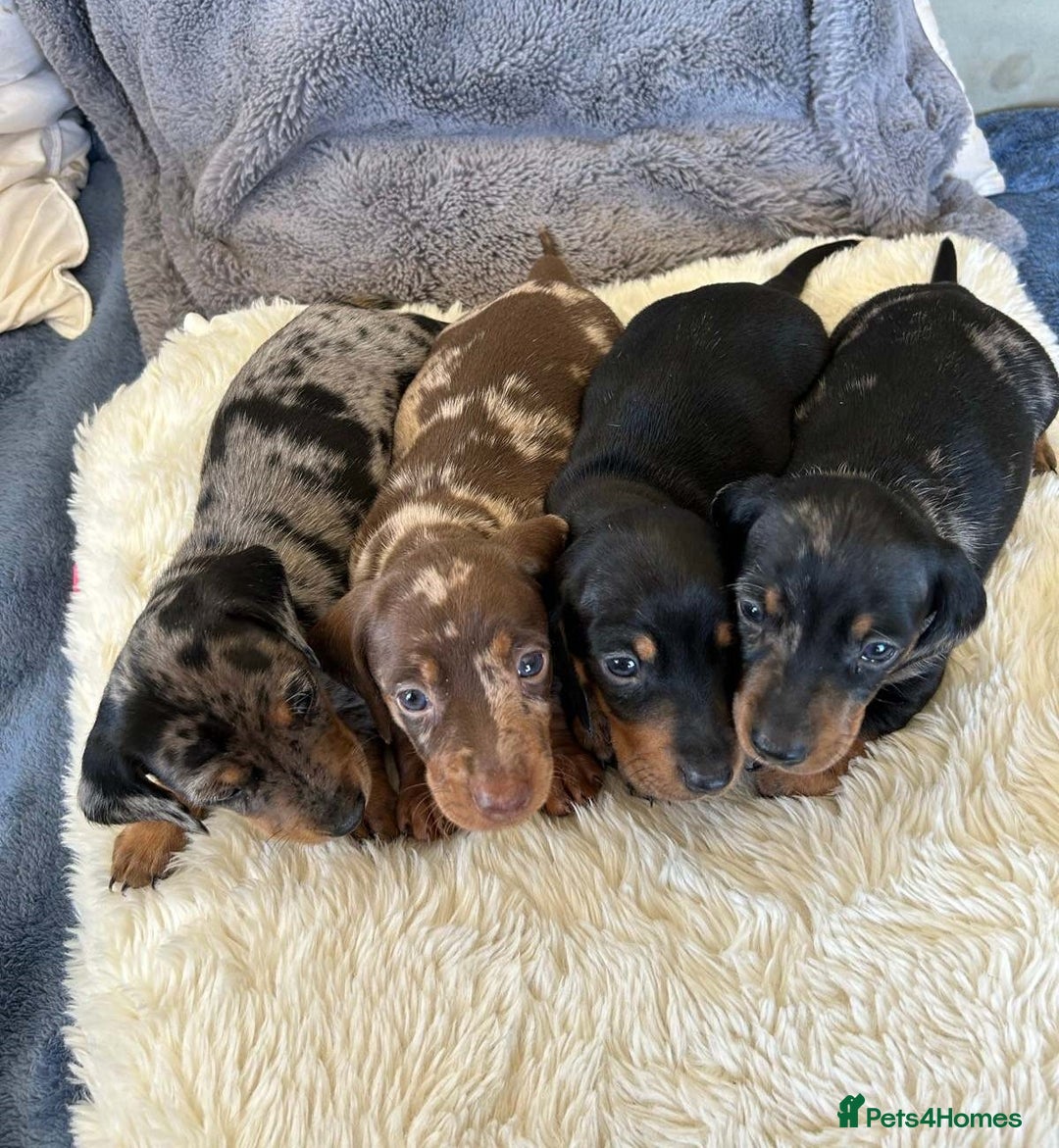 Miniature Dachshund dogs for sale: Splendid mini-dapple-doxies-shorthair - Image 1