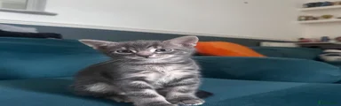 White and Grey kitten