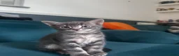 Domestic Shorthair cats for sale: Kittens ready to find a loving forever home  - Advert 4