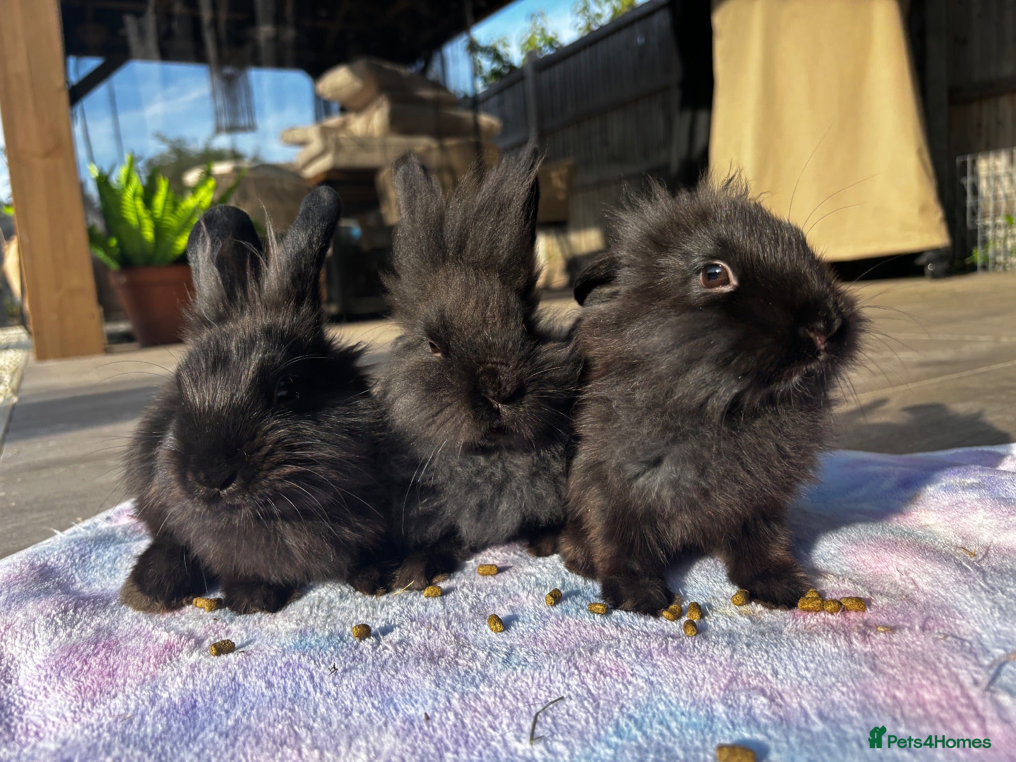 Mixed Breed rabbits Beautiful Baby Bunnies Ready for Forever Homes - Advert 2