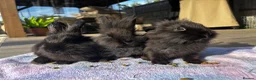 Mixed Breed rabbits for sale: Beautiful Baby Bunnies Ready for Forever Homes - Advert 2