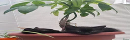 Mixed Breed cats for sale: Identical black/chocolate brown kittens - Advert 2