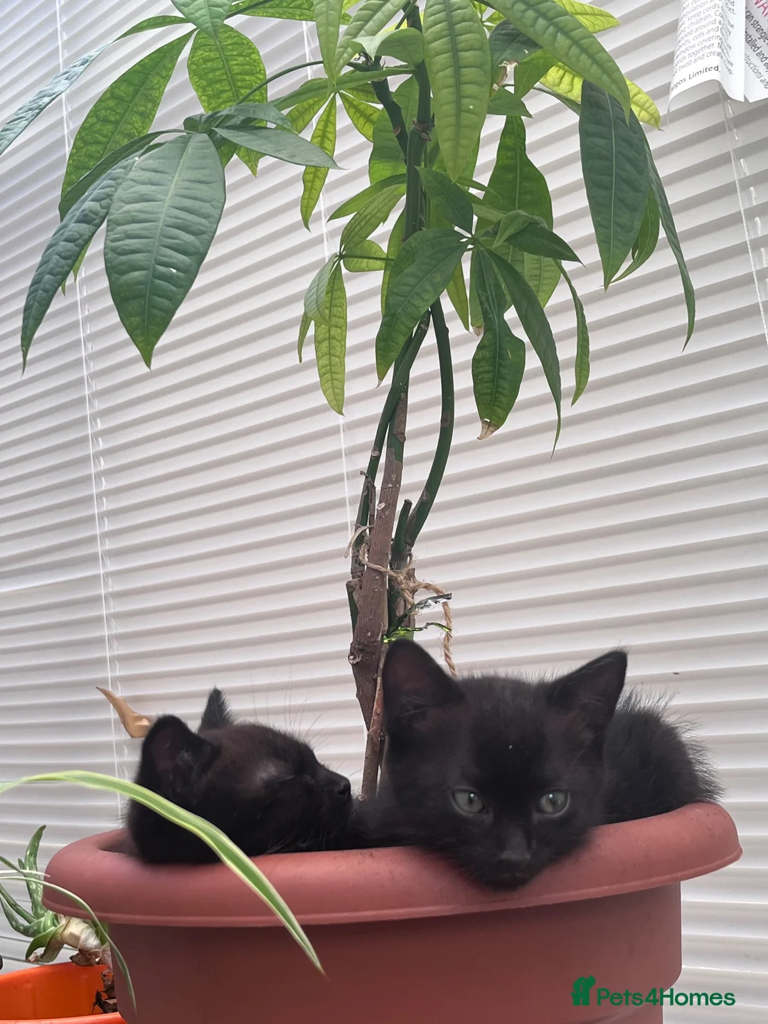 Mixed Breed cats for sale: Identical black/chocolate brown kittens - Advert 2