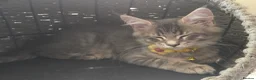 Maine Coon cats for sale: ❤️ TICA Registered Maine Coon Kittens Ready Now ❤️ - Advert 15