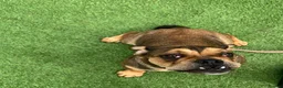 English Bulldog dogs for sale: 8 month old bulldog  - Advert 9