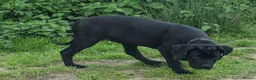 Mixed Breed dogs for sale: Cane corso x presa canario in Birkenhead - Advert 4