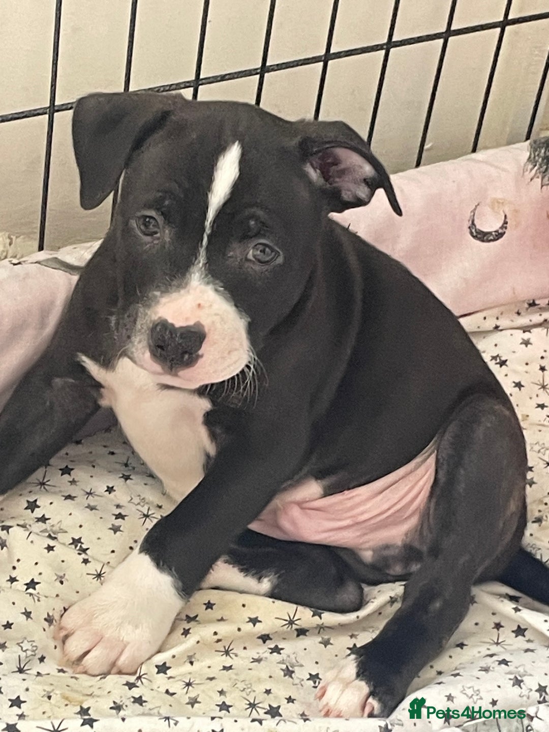 Staffordshire Bull Terrier dogs for sale: Sold  - Image 24