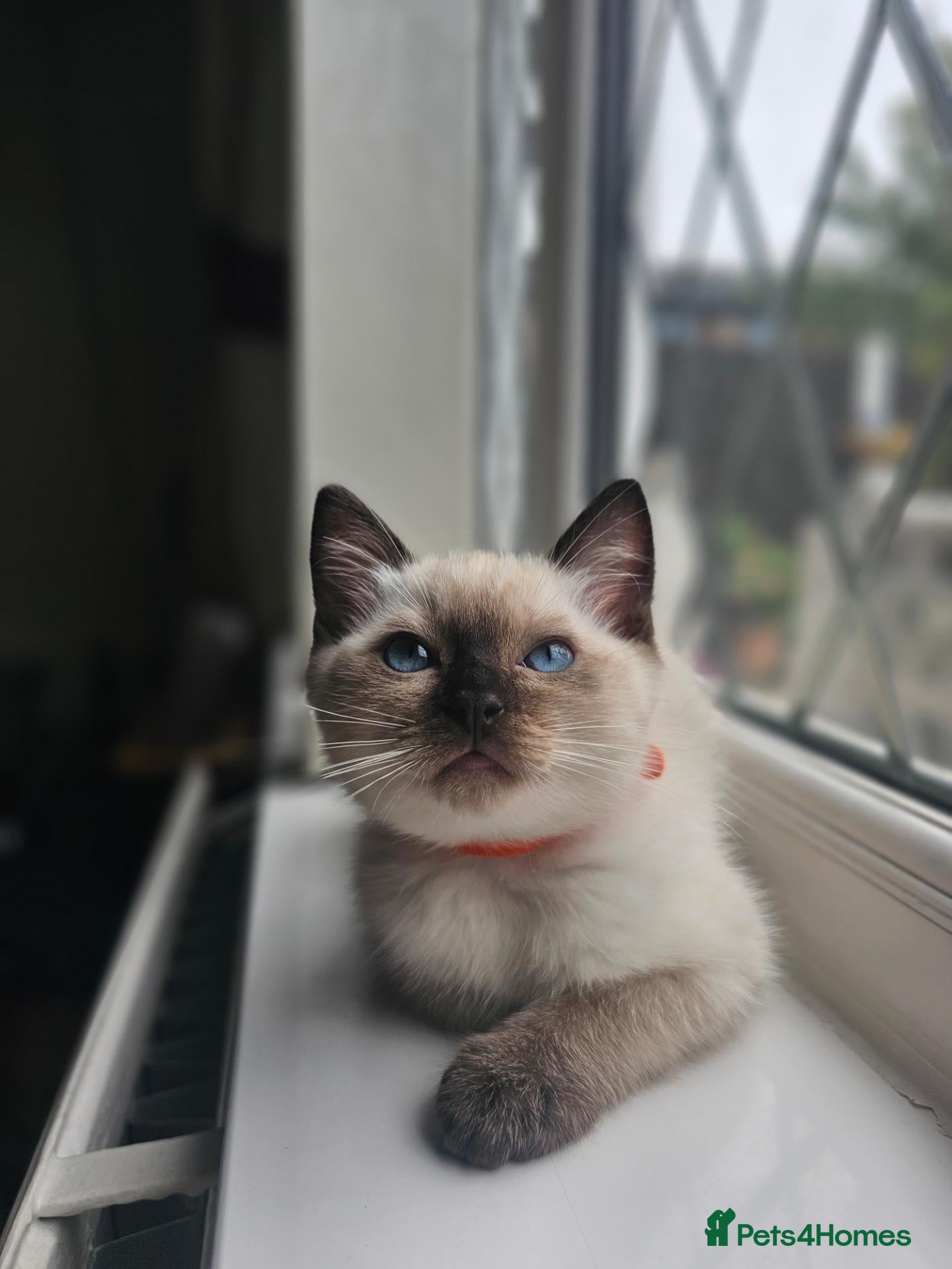 Siamese cats Beautiful Ragamese girl - Advert 6