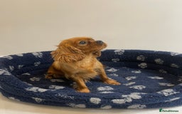 Cavalier King Charles Spaniel dogs for sale: Cavalier King Charles  - Image 11