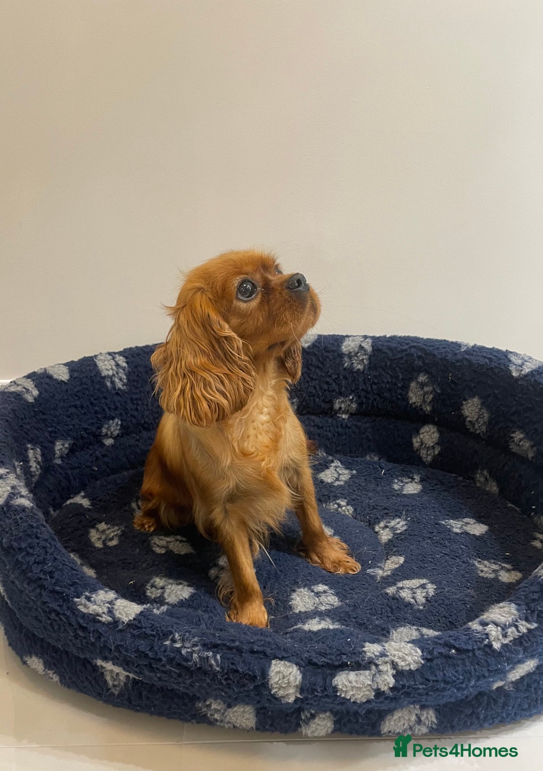 Cavalier King Charles Spaniel dogs for sale: Cavalier King Charles  - Image 11