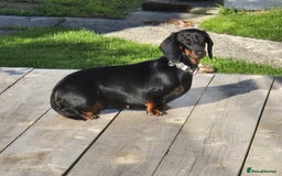 Miniature Dachshund dogs for sale: Miniature dachshund female - Image 8