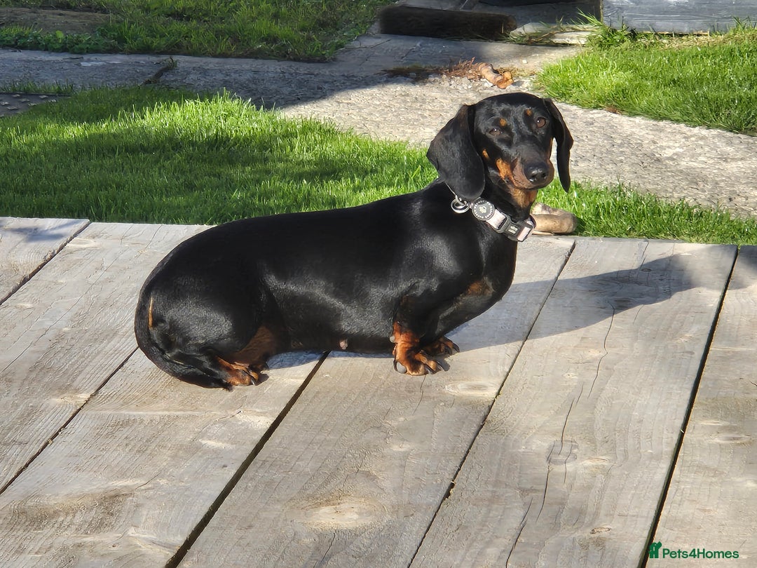 Miniature Dachshund dogs for sale: Miniature dachshund female - Image 8
