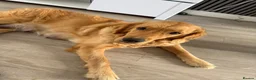 Golden Retriever dogs for sale:  Golden retriever puppies  - Advert 2