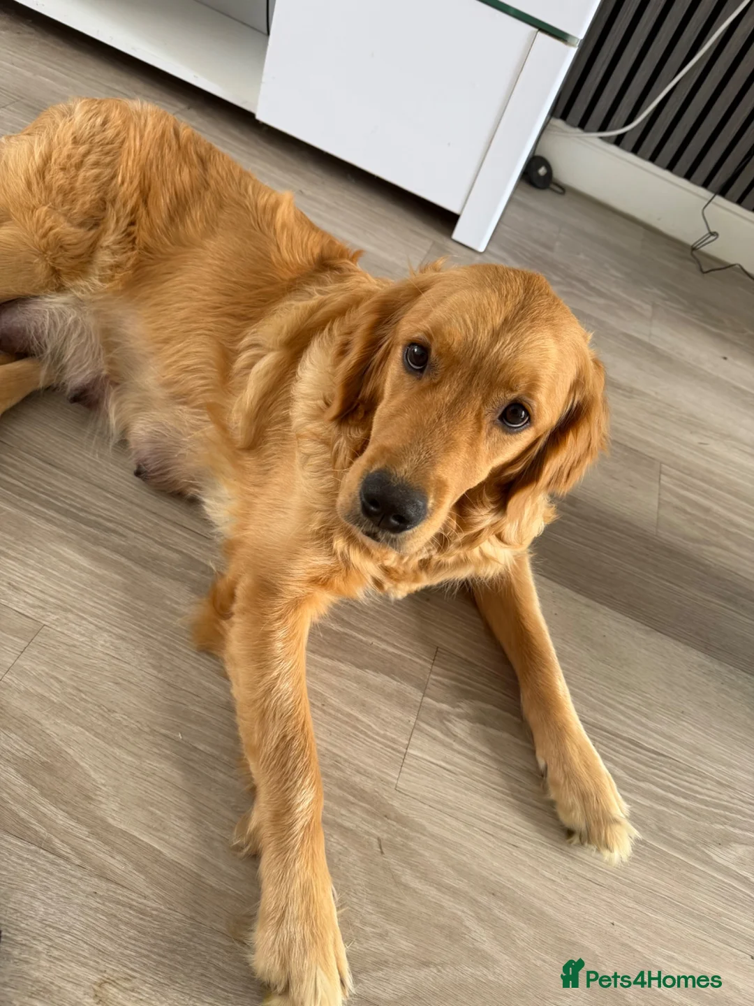 Golden Retriever dogs for sale:  Golden retriever puppies  - Advert 2