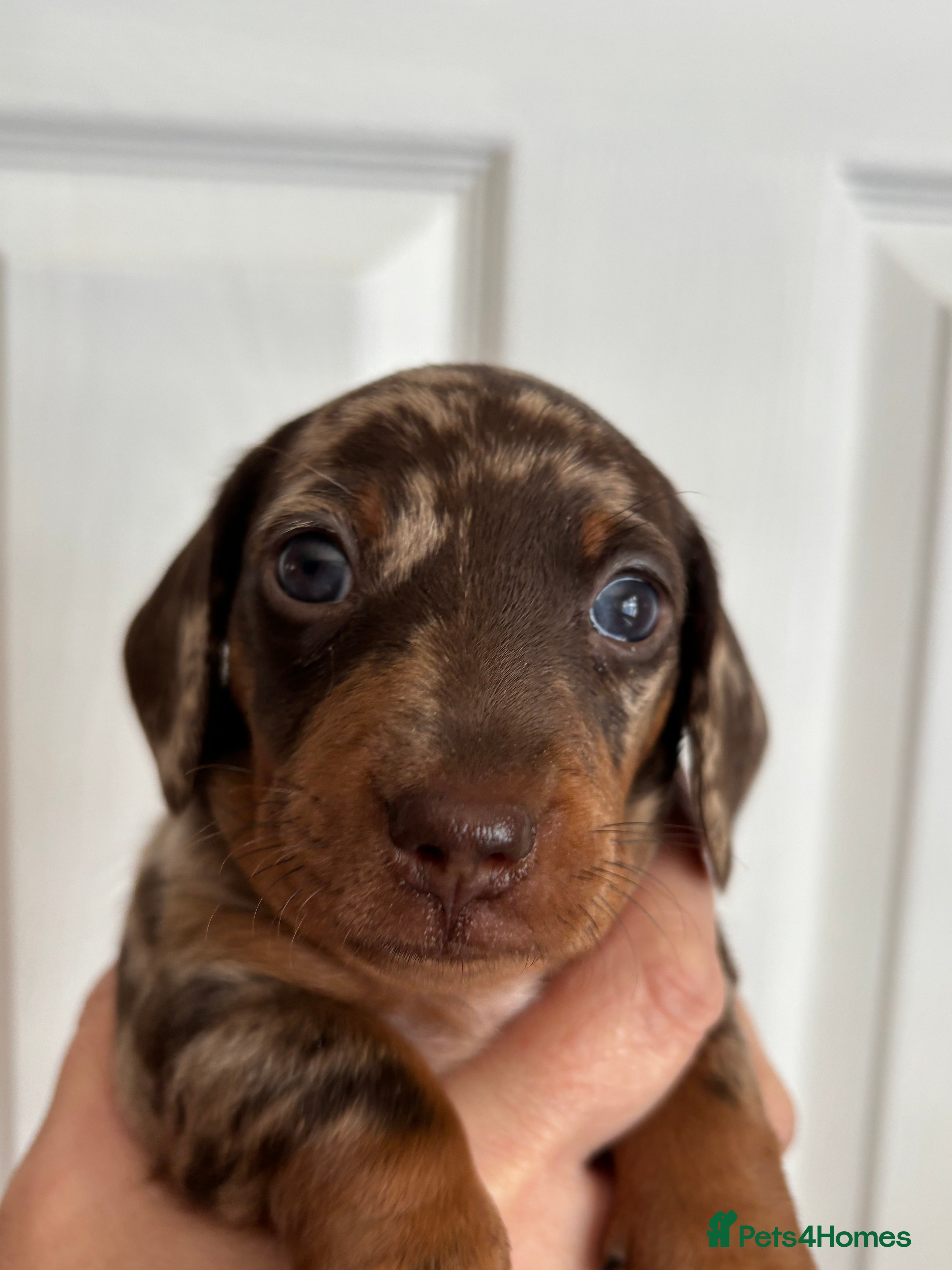 Miniature Dachshund dogs Miniature Dachshunds Smooth Haired KC Registered. - Advert 2