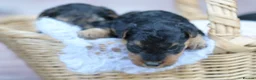 Welsh Terrier dogs for sale: Kc registered Welsh terriers in Southampton - Advert 11
