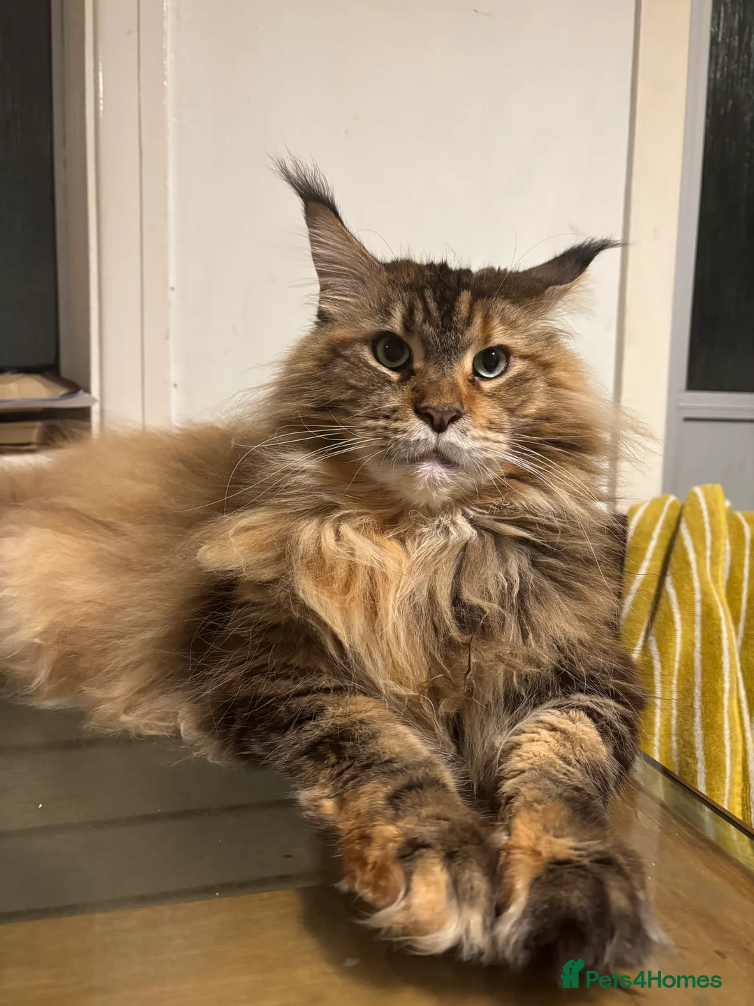 Maine Coon cats for sale: Siberian Maine Coon Cat  in Southampton - Advert 1