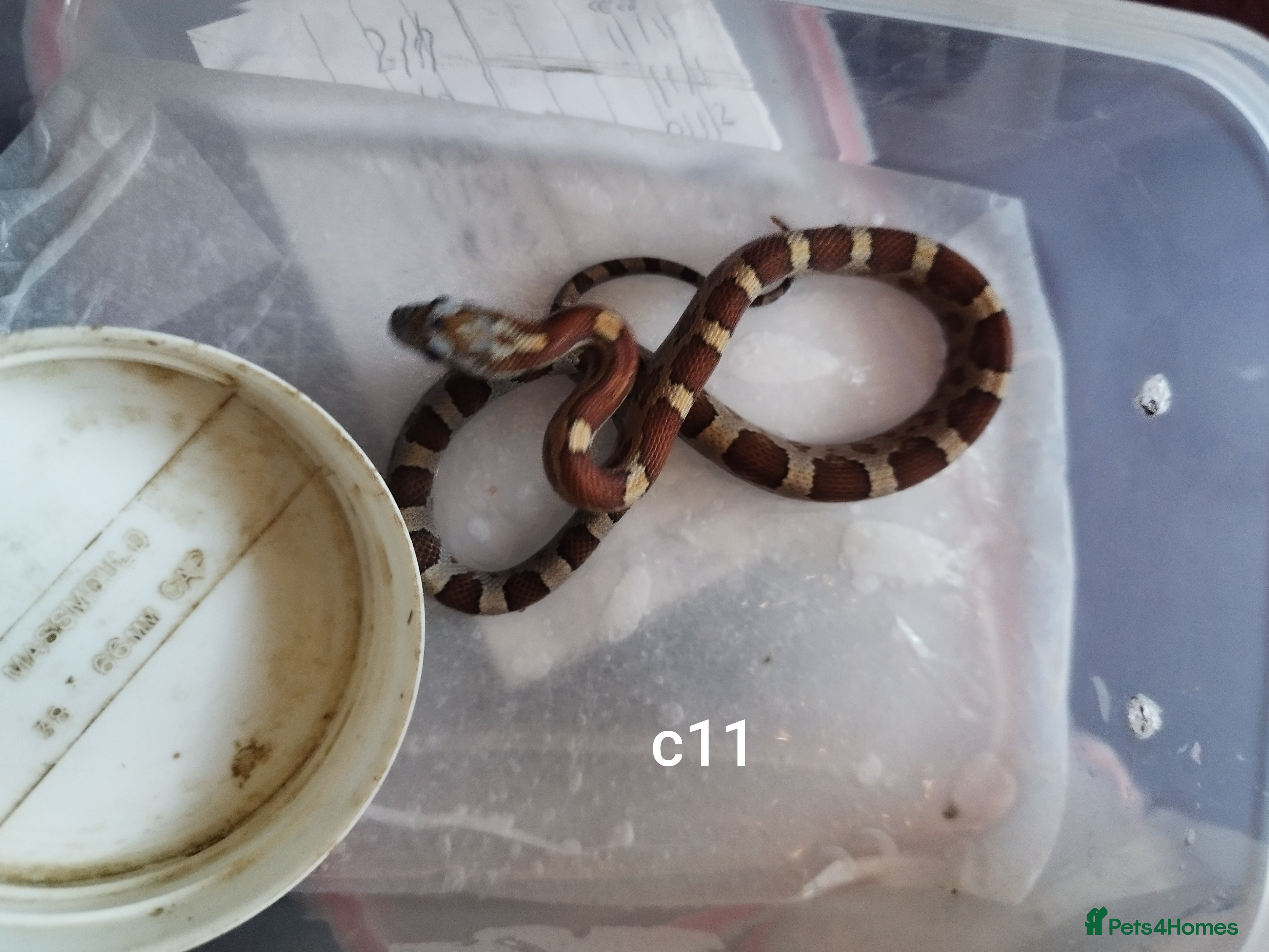 Corn Snake reptiles Cb 2025 cornsnake yearlings £5 off marked price!! - Advert 11