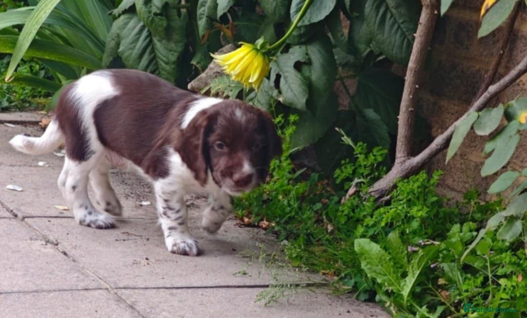 English Springer Spaniel dogs for sale: 🐾Beautiful KC Registered ES Spaniel Puppies🐾 - Image 38
