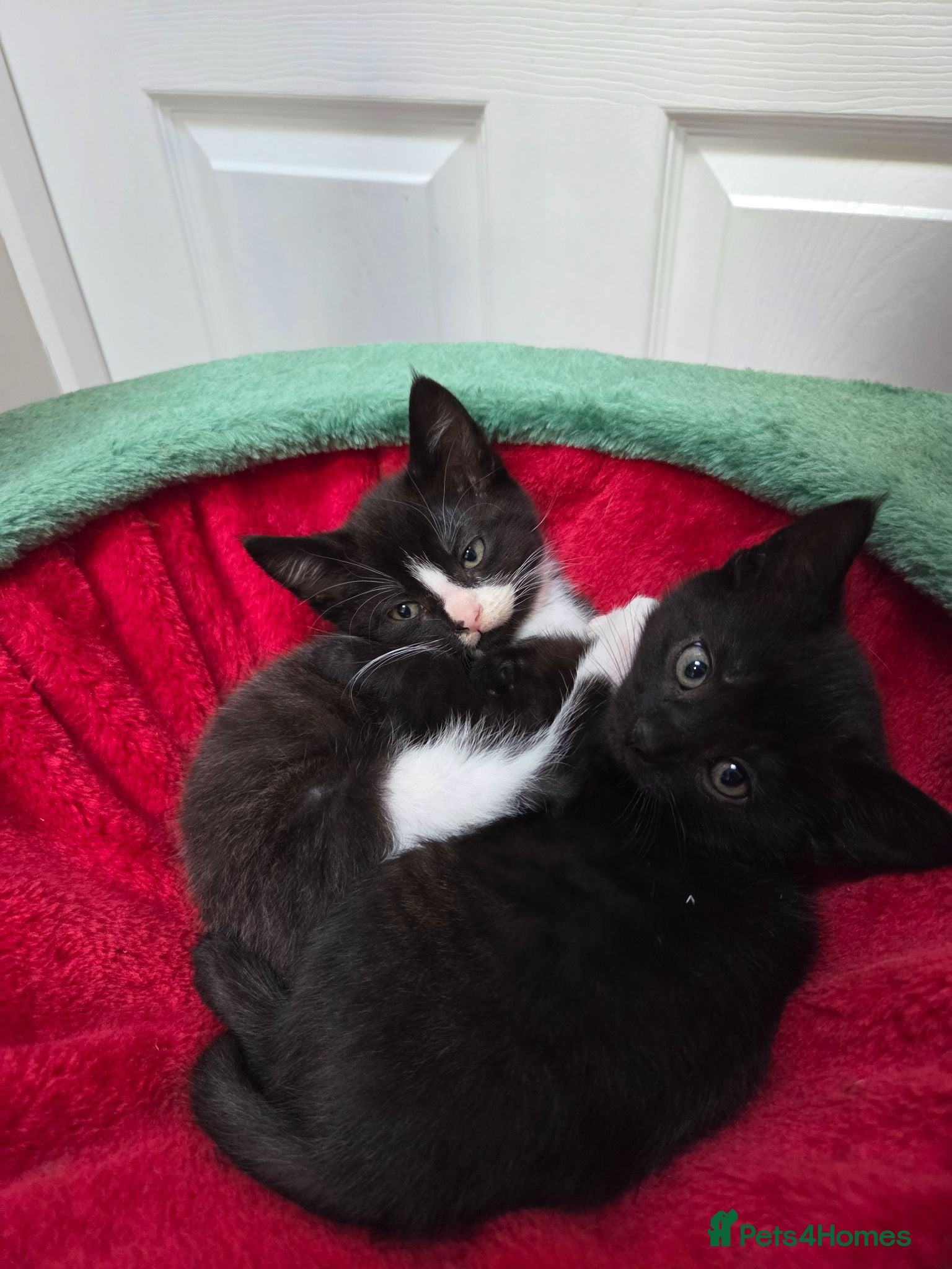 Domestic Shorthair cats Three black and White kittens - Advert 3