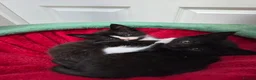 Domestic Shorthair cats for sale: Three black and White kittens - Advert 1