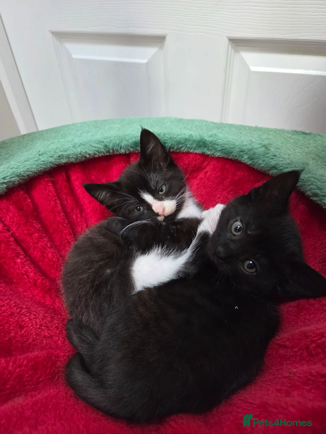 Domestic Shorthair cats for sale: Three black and White kittens - Advert 1
