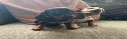 Miniature Dachshund dogs for sale: 2 pups left!  🐾 KC Miniature Dachshund Puppies 🐾 - Advert 12