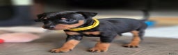Miniature Pinscher dogs for sale: KC Registered 6 Pure Miniature Pinscher litter - Advert 17