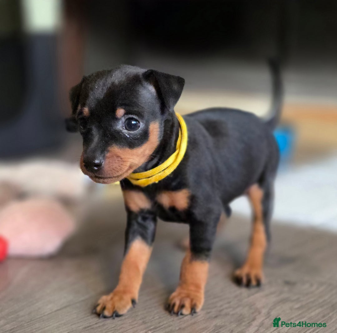 Miniature Pinscher dogs for sale: KC Registered 6 Pure Miniature Pinscher litter - Advert 17