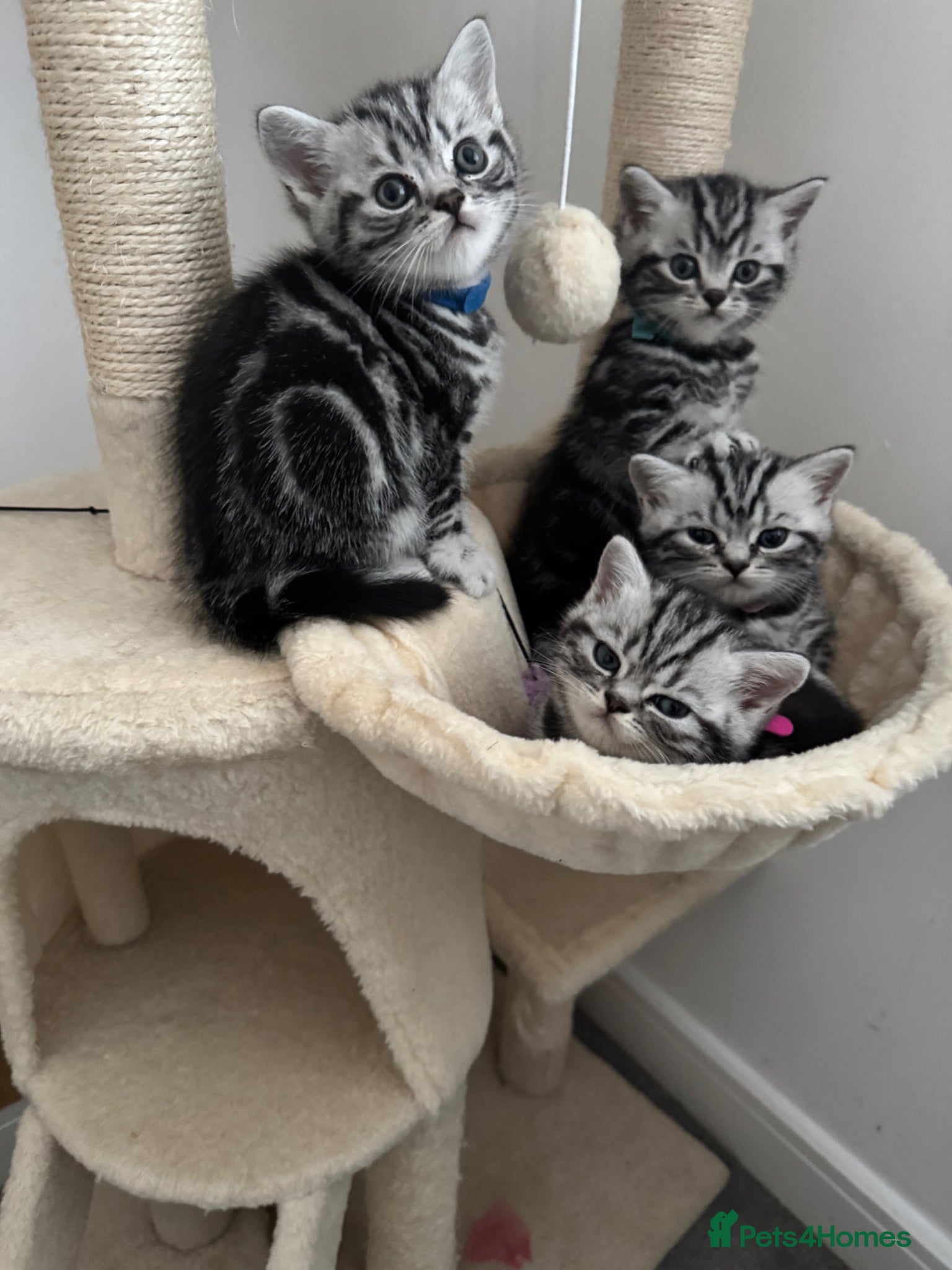 British Shorthair cats Silver Tabby British Shorthair  - Advert 10