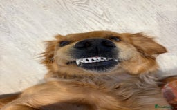 Golden Retriever dogs for sale: Confirmed litter of KC Golden Retriever puppies - Image 15