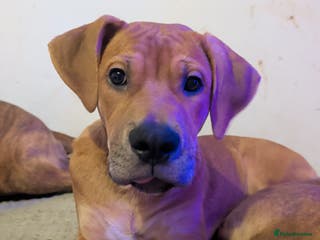 Mixed Breed dogs Last Puppy From Litter Mastiff/Malinois Mix - Advert 11