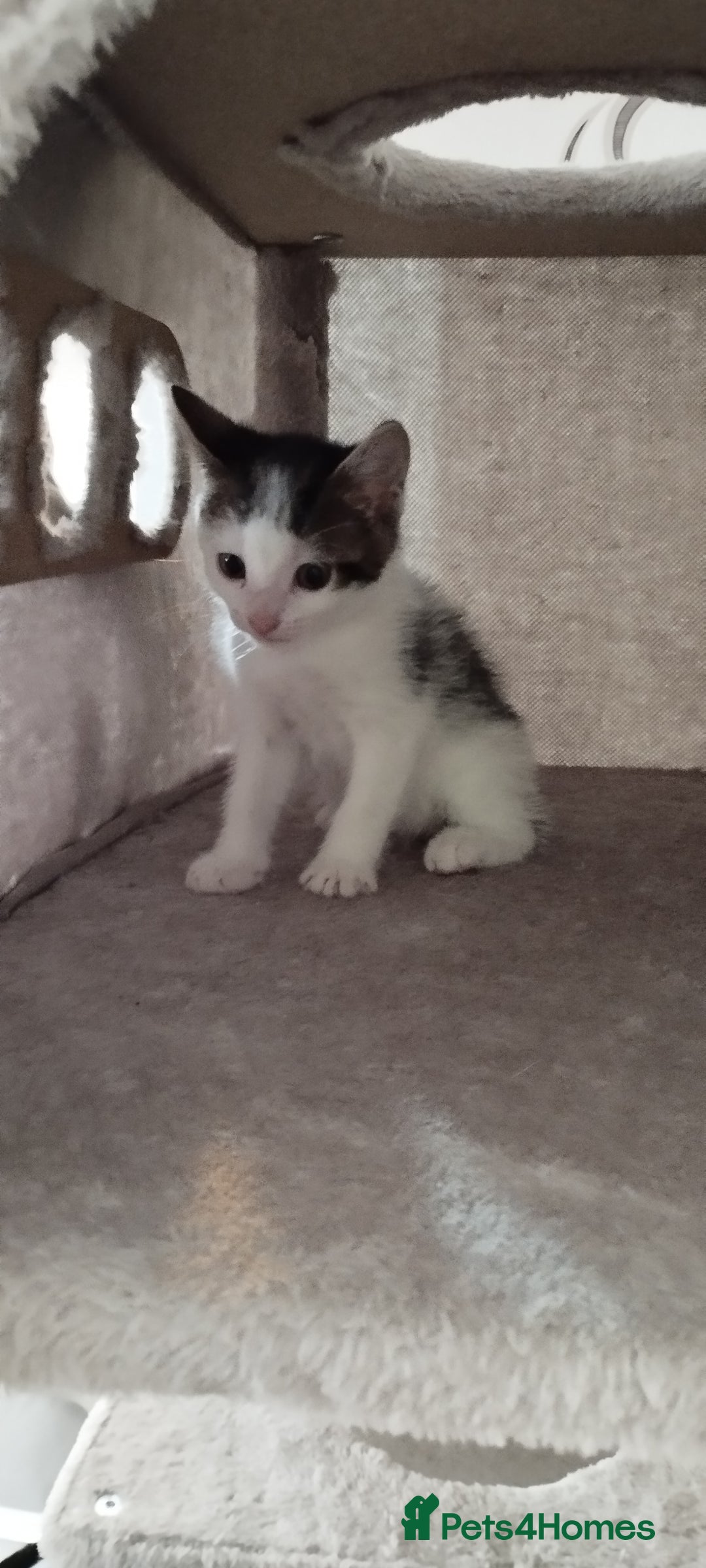 British Shorthair cats for sale: Lovely kittens search new homes - Advert 6