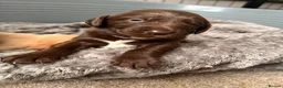 Cockerdor dogs for sale: Litter of Cockerdors  - Advert 21