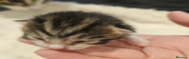 Mixed Breed 3