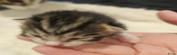 Mixed Breed cats for sale: 8 Beautiful Kittens – Deposits Now Being Taken - Advert 7