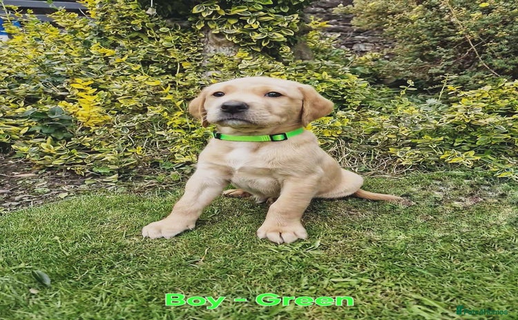 Mixed Breed dogs - Advert 2