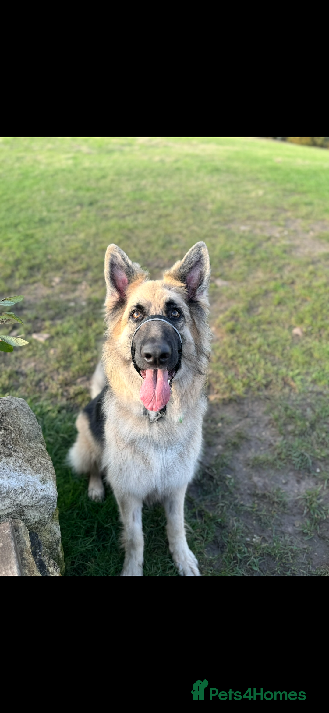 German Shepherd dogs for sale: URGENT home needed for my dogs - Image 26