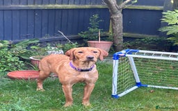 Mixed Breed dogs for sale: Red Fox Lab - Image 2