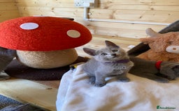 Russian Blue cats for sale: Russian Blue Kittens – Full Pedigree, TICA Parents - Image 13