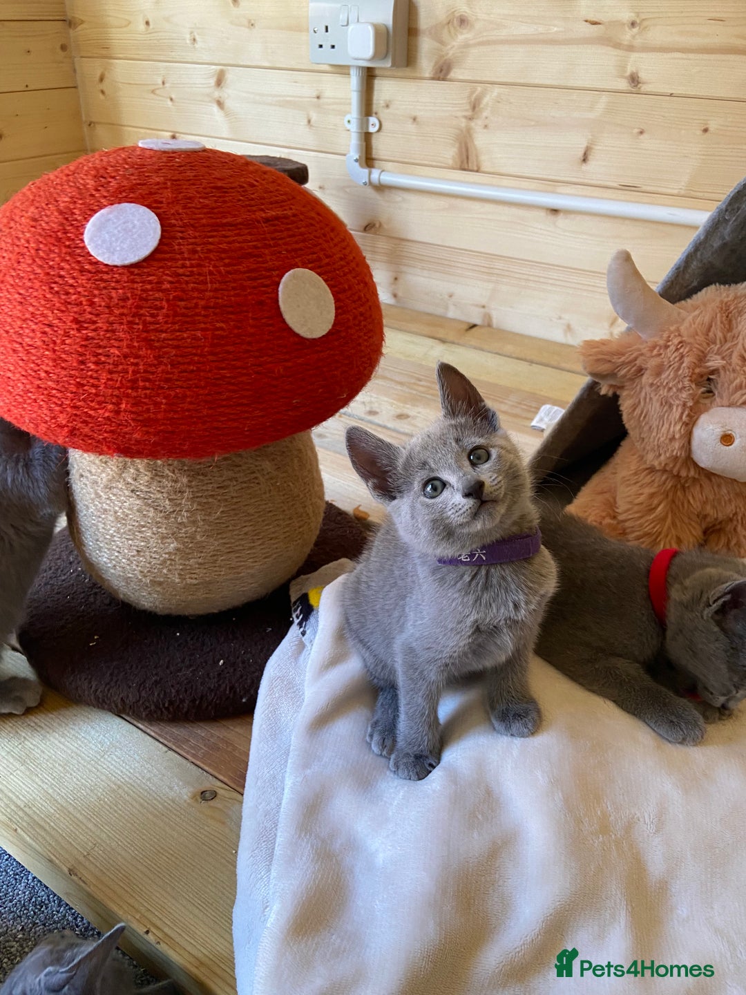 Russian Blue cats for sale: Russian Blue Kittens – Full Pedigree, TICA Parents - Image 13