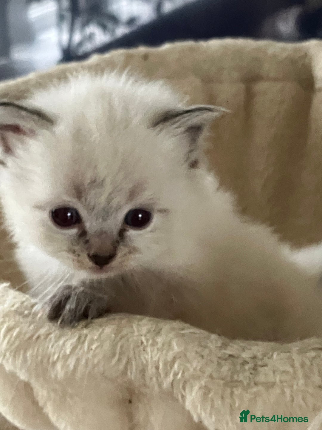 Siberian cats for sale: Siberian kittens  - Advert 4