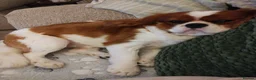 Mixed Breed dogs for sale: Cavalier King Charles/Cockapoo - Advert 3