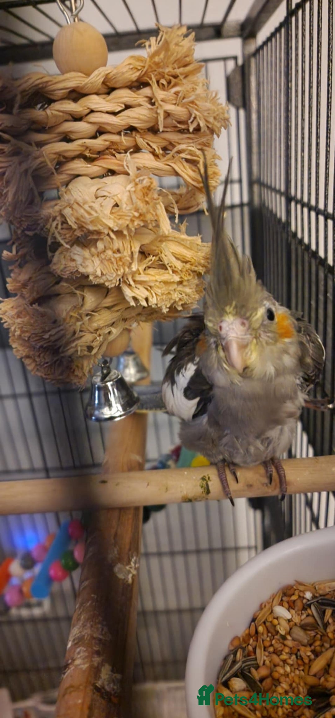 Cockatiels birds for sale: Baby Cockatiels  - Advert 2