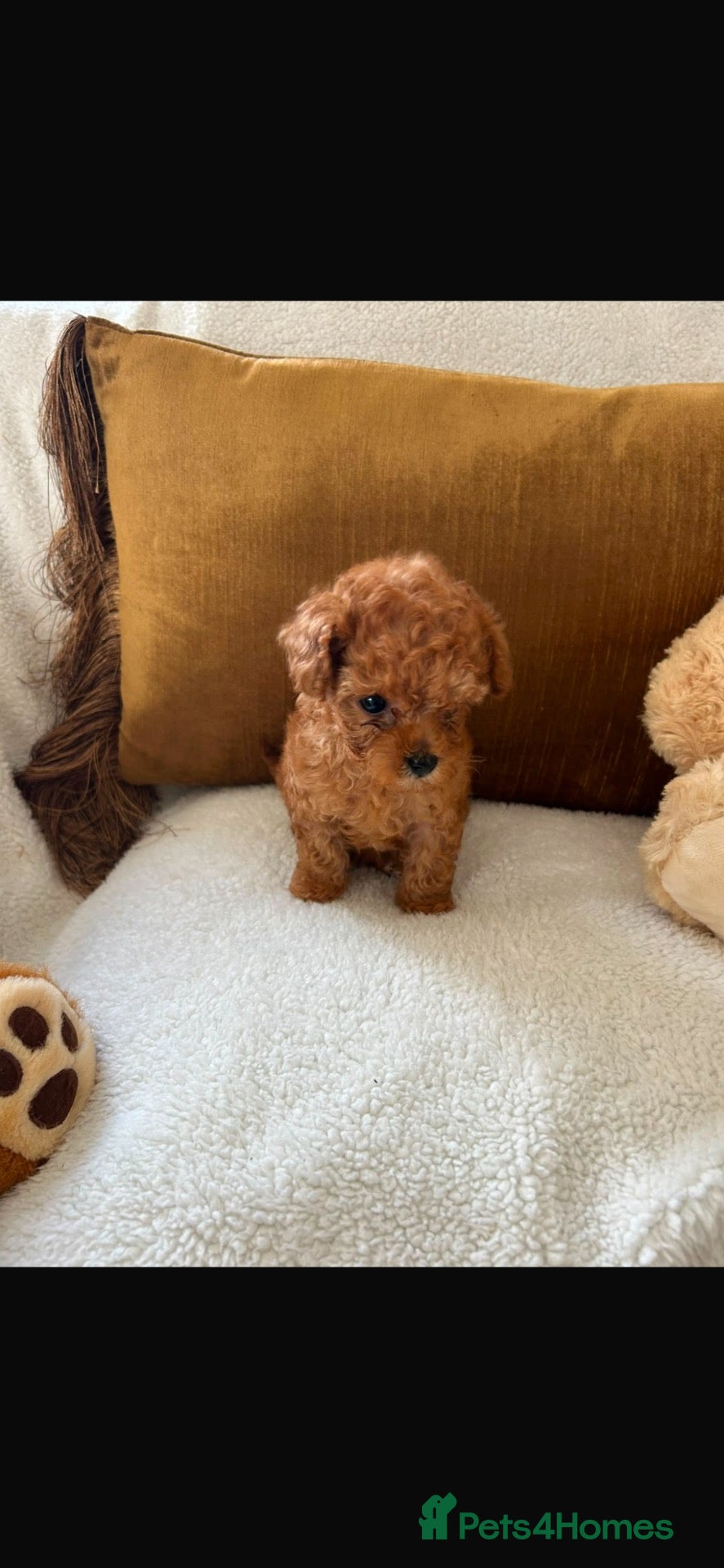 Toy Poodle dogs  tiny Asian toy poodles  - Advert 2